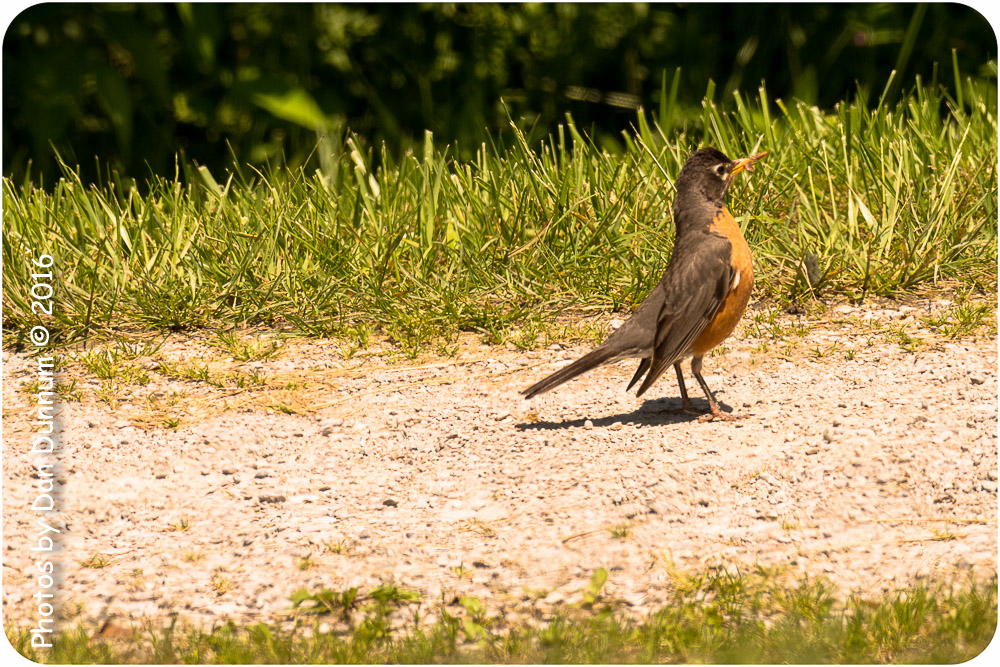 afternoon birds-7771.jpg