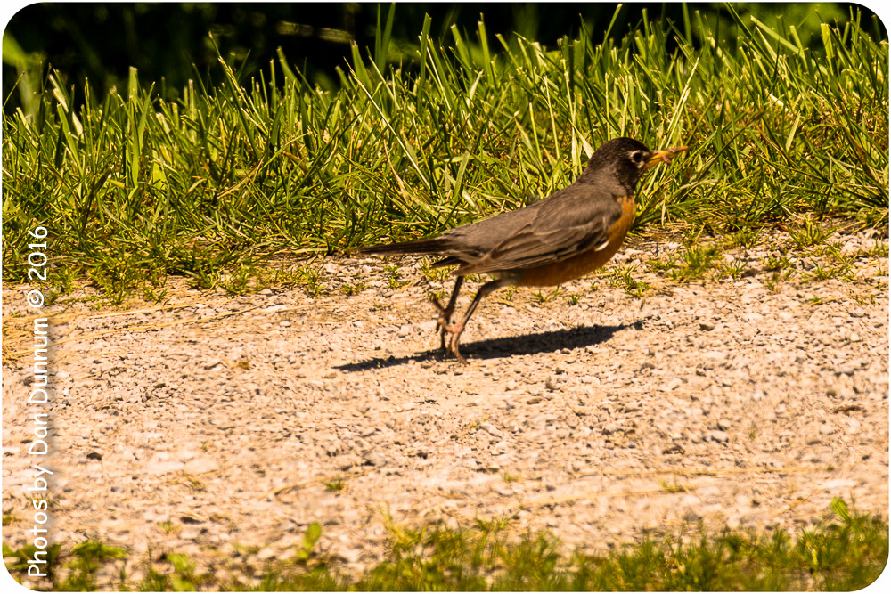afternoon birds-7773.jpg