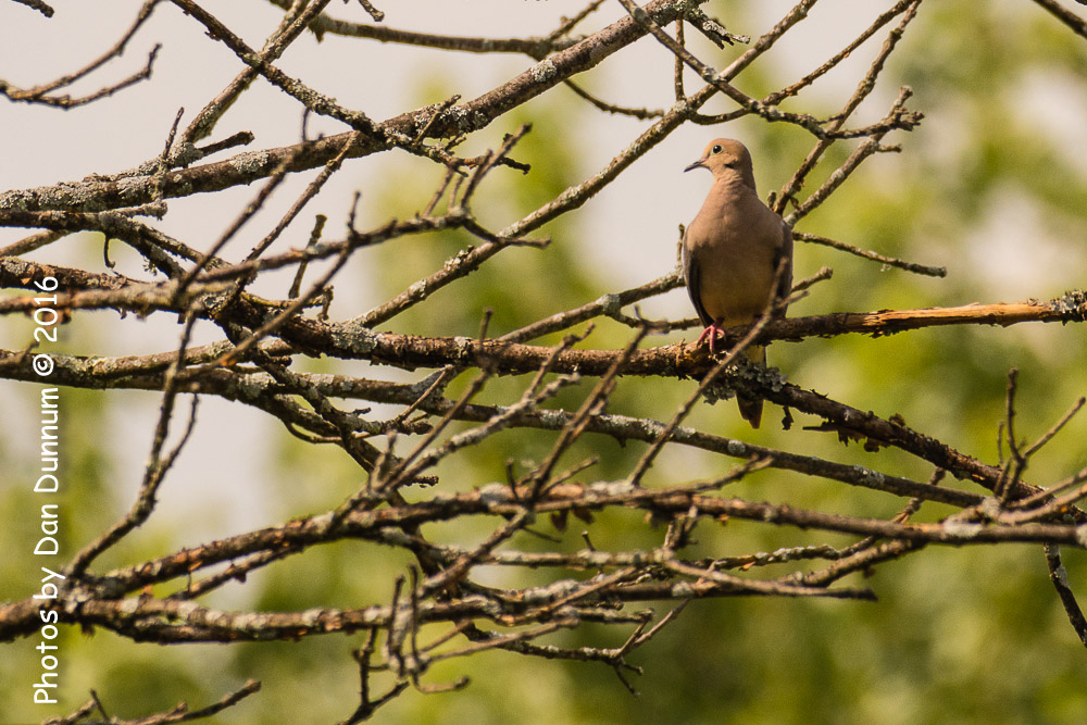 Afternoon Birds-8189.jpg