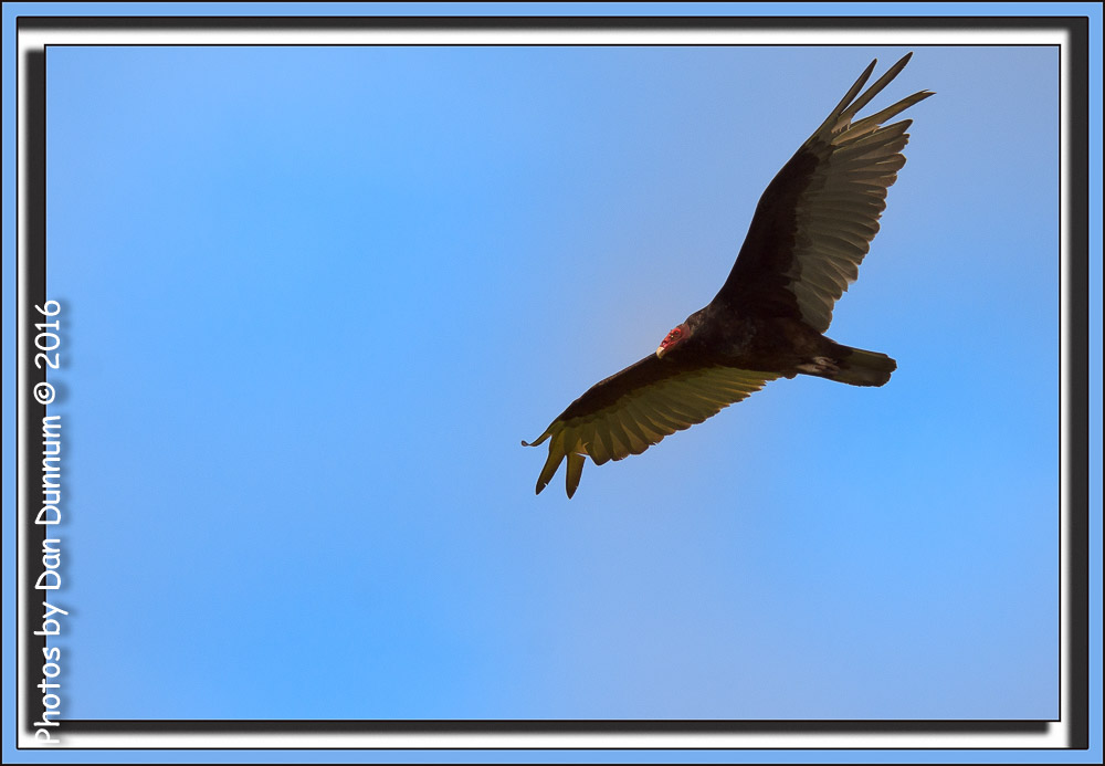 Afternoon Birds-8203-Edit.jpg