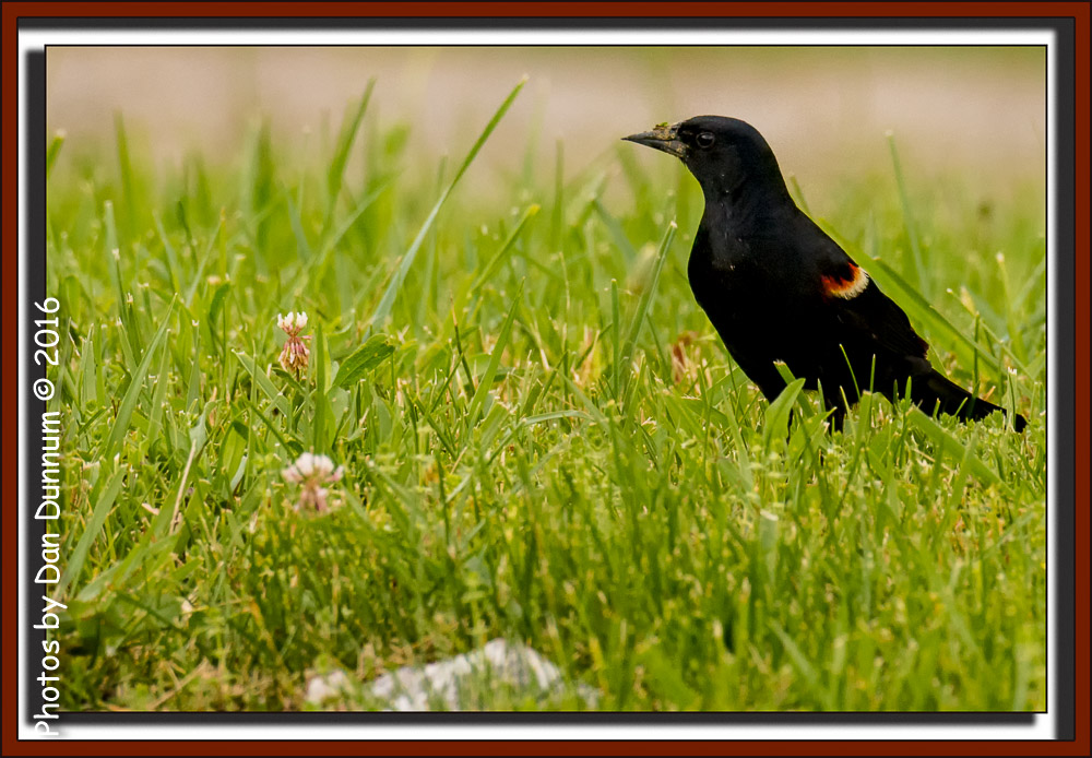 Afternoon Birds-8229-Edit.jpg