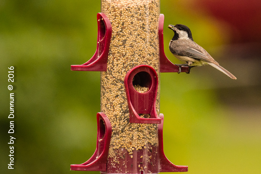 Afternoon Birds-8237.jpg