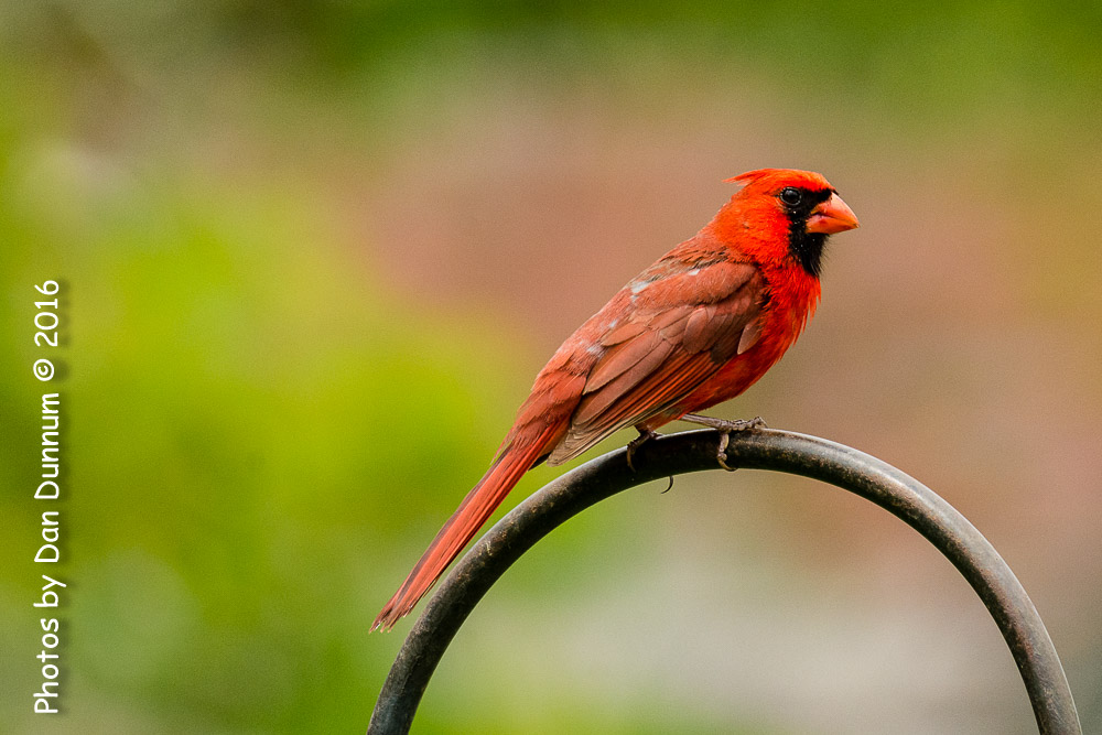 Afternoon Birds-8247.jpg