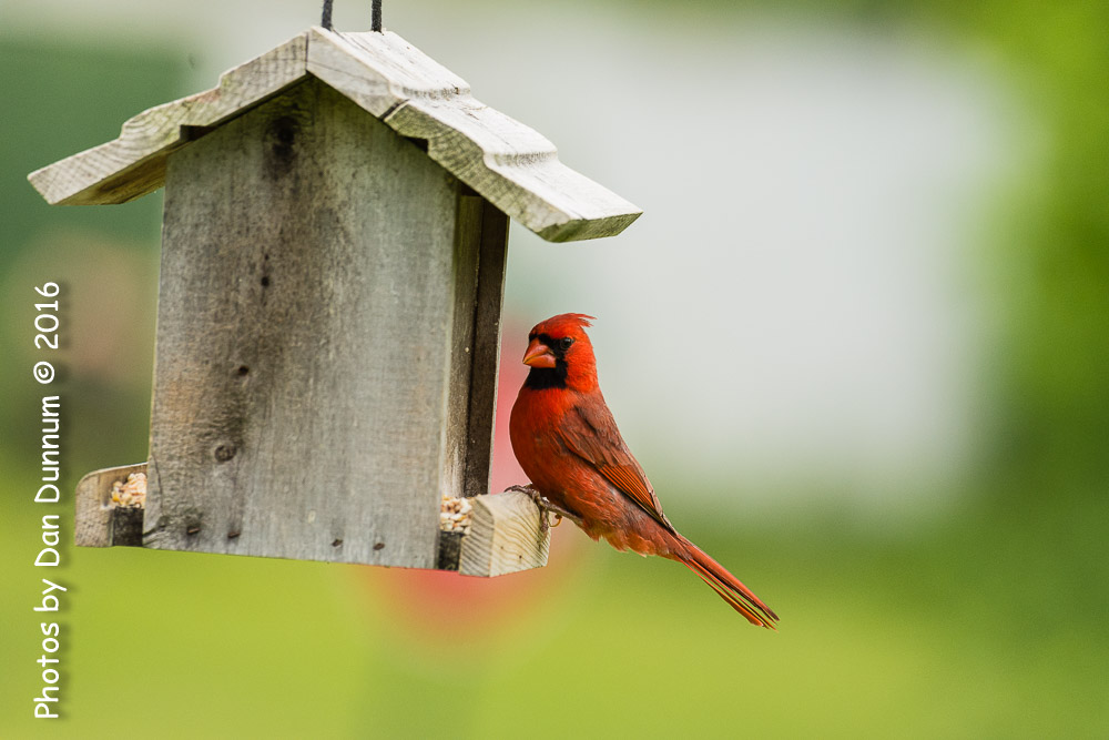 Afternoon birds-8256.jpg