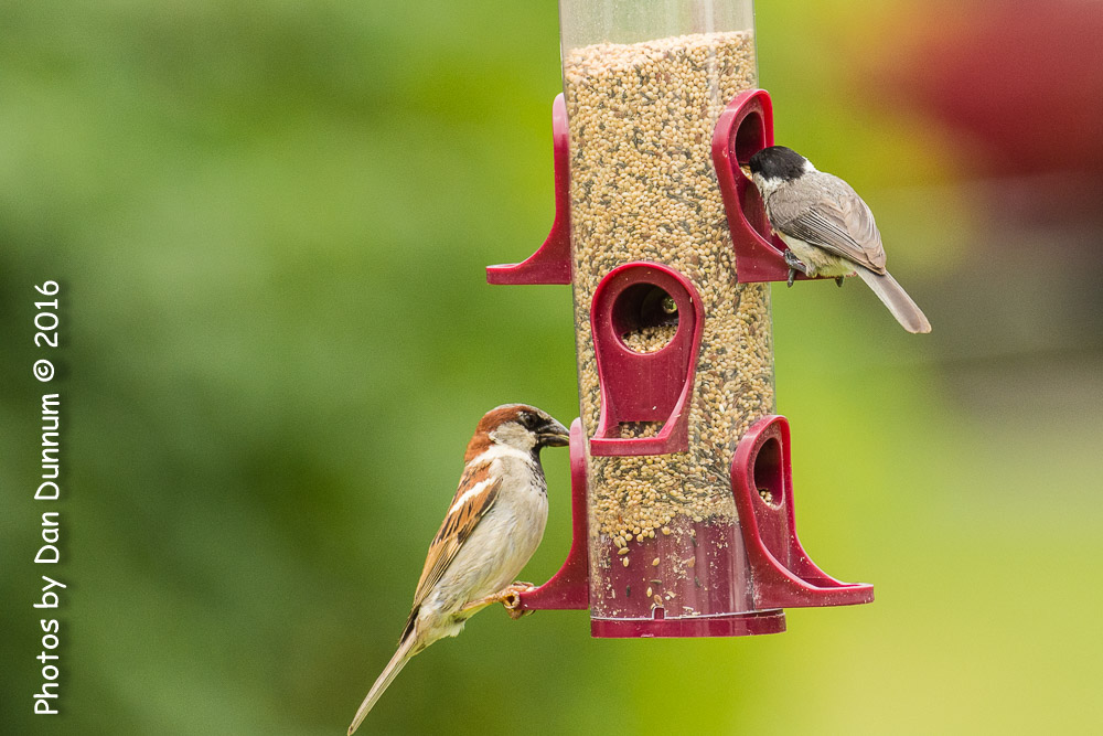 Afternoon Birds-8266.jpg