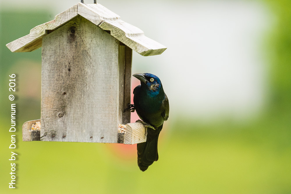 Afternoon Birds-8279.jpg