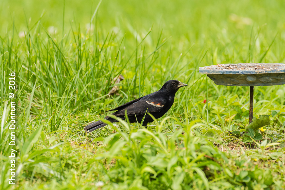 Afternoon birds-8288.jpg