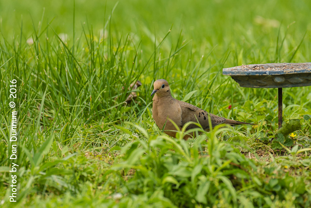 Afternoon birds-8289.jpg