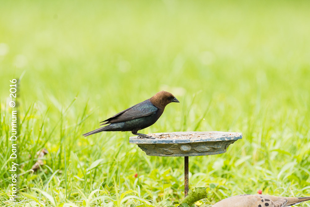 Afternoon birds-8297.jpg