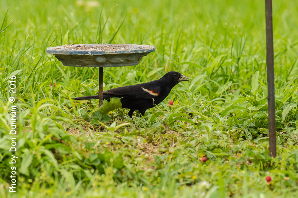 Afternoon birds-8316.jpg