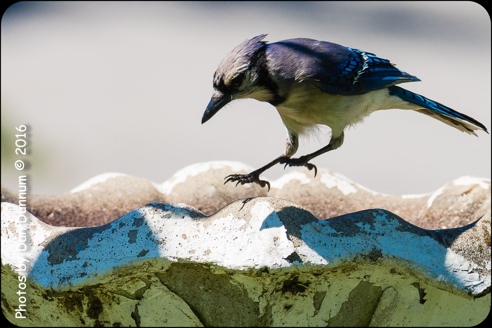 afternoon birds-8564.jpg