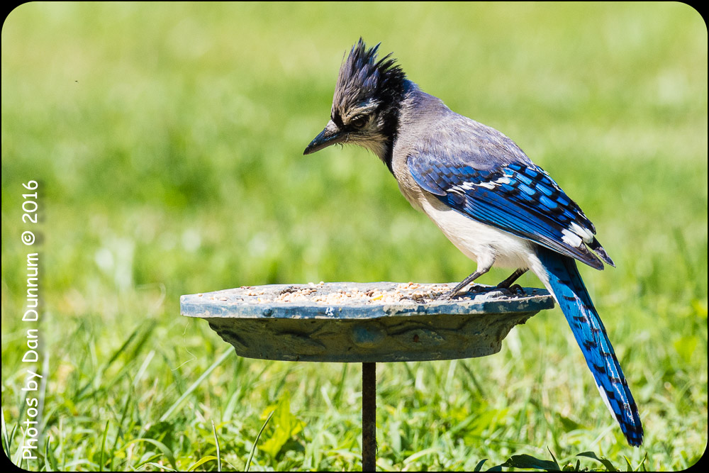 afternoon birds-8576.jpg