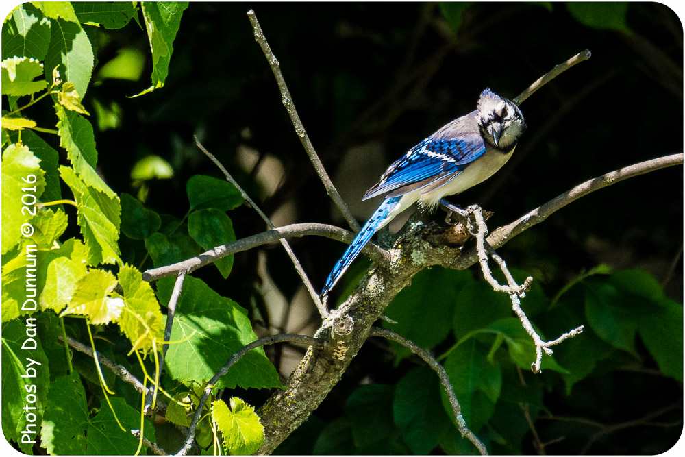 afternoon birds-8592.jpg