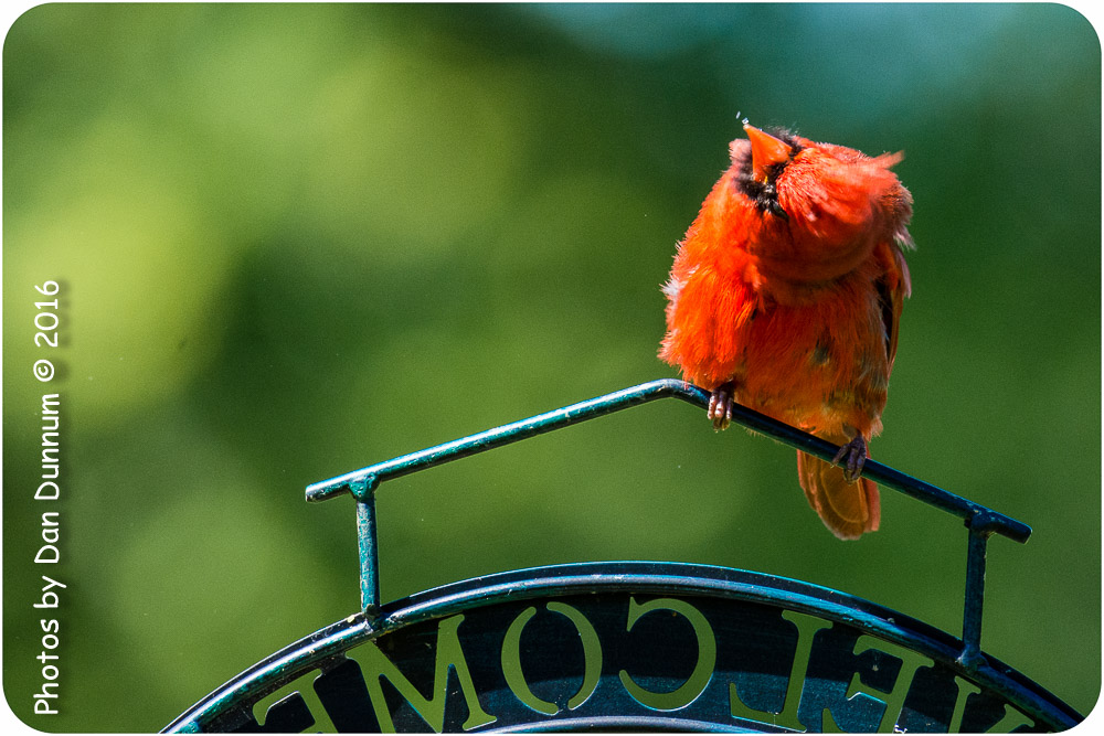 afternoon birds-8617.jpg