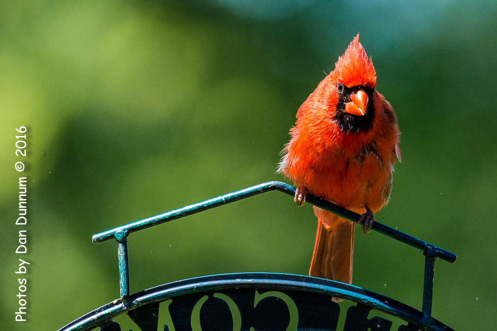 afternoon birds-8618.jpg