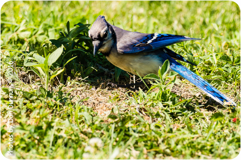afternoon birds-8656.jpg