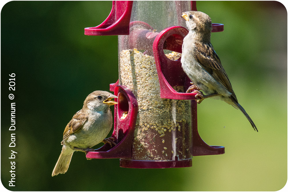 afternoon birds-8663.jpg