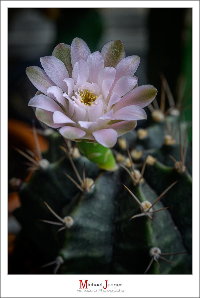 afternoon-blossom-6.jpg