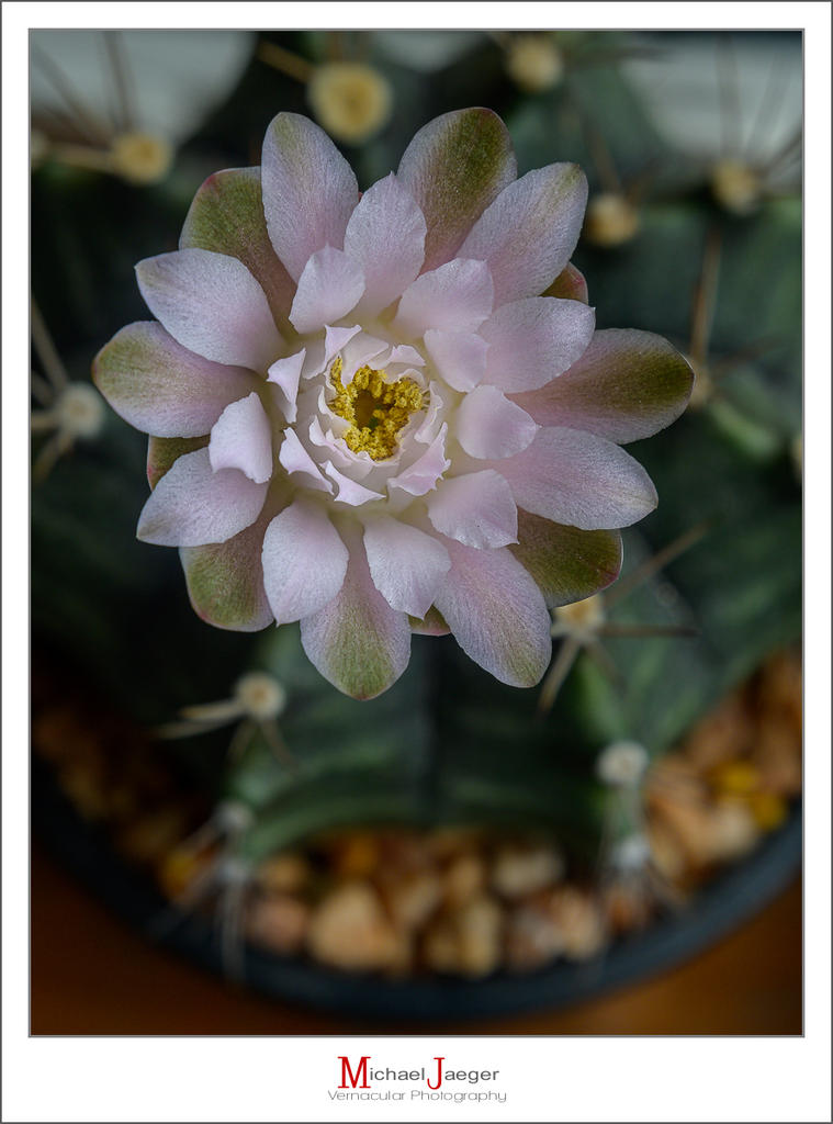 afternoon-blossom-8.jpg