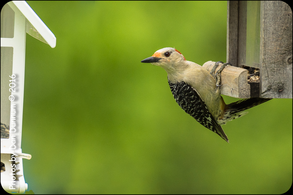 Afternoon feeders-6909.jpg
