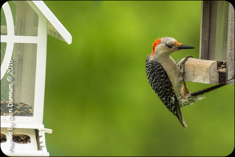 Afternoon feeders-6913.jpg