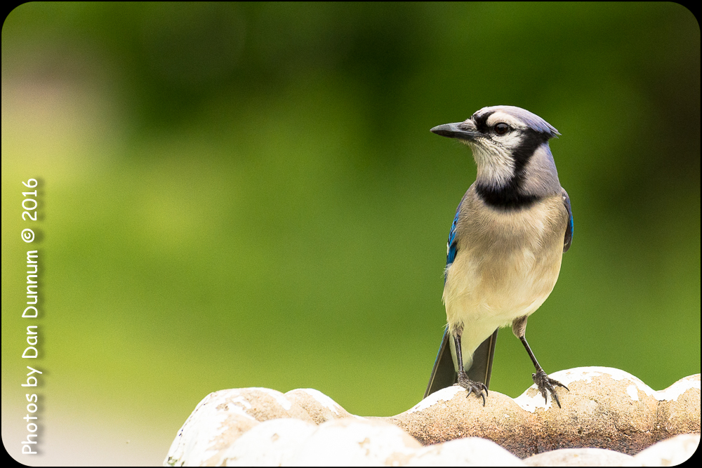 Afternoon feeders-6917.jpg