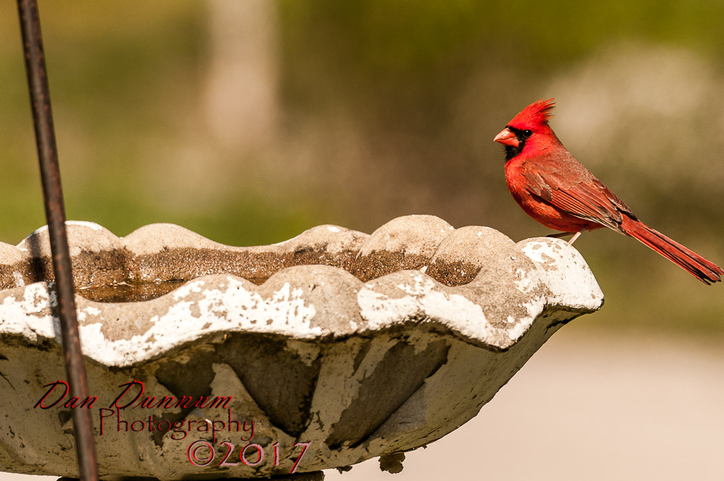 afternooon birds-4627.jpg