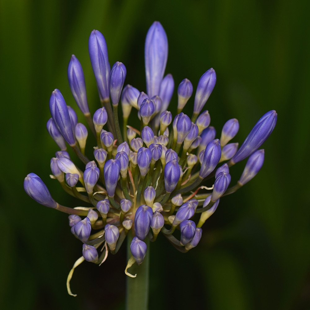 Agapanthus.jpg