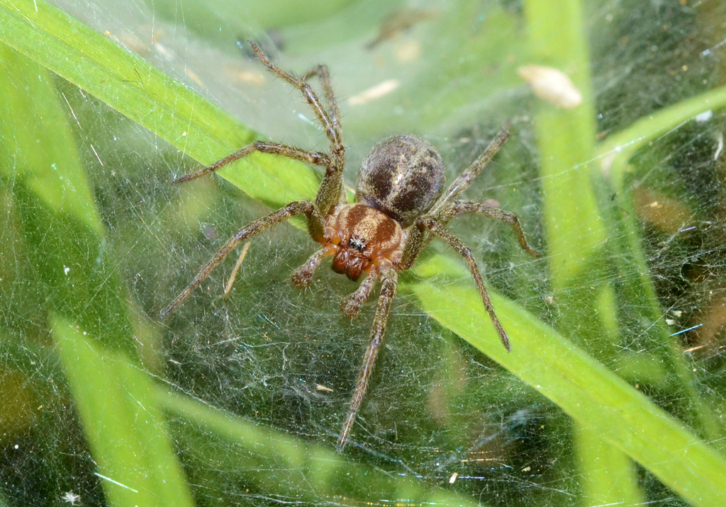 Agelena labyrinthica - Labyrinth Spider.jpg
