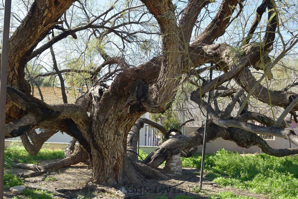 agua_c oldtree2a.jpg