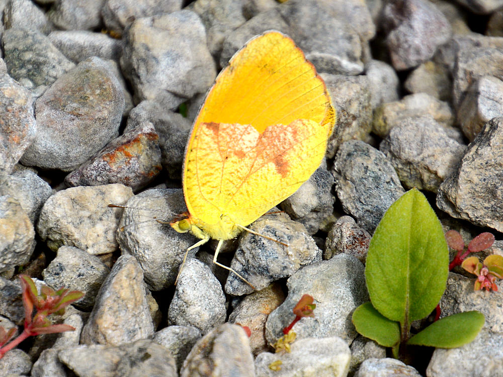 AlfalfaButterfly2.jpg
