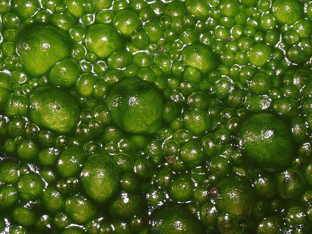 Algae.jpg