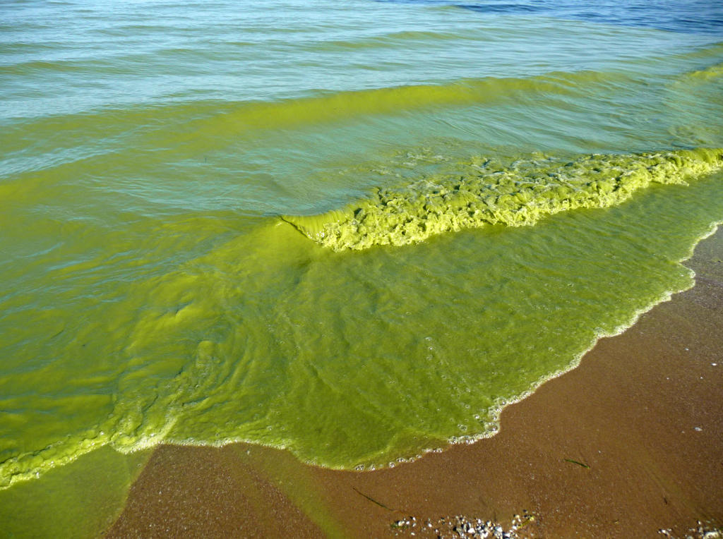 algae-waves.jpg