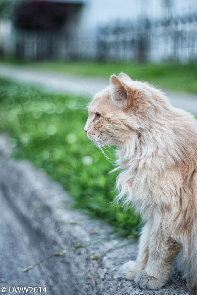 Alley Cat (1 of 1).jpg