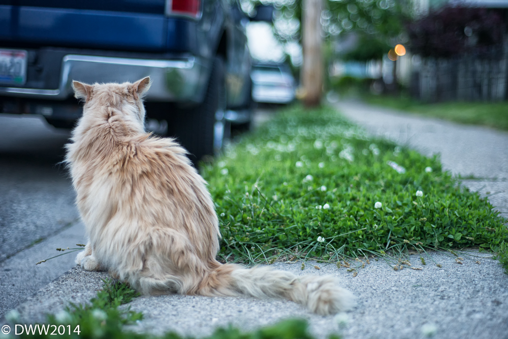 Alley Cat2 (1 of 1).jpg