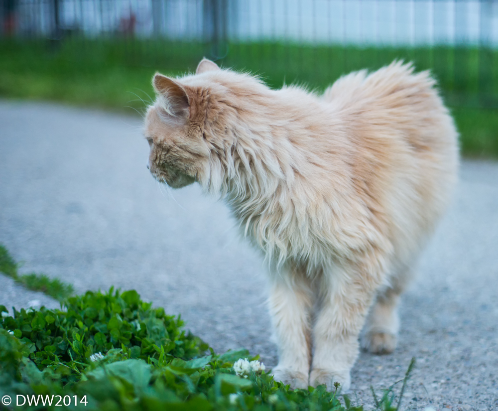 Alley Cat3 (1 of 1).jpg