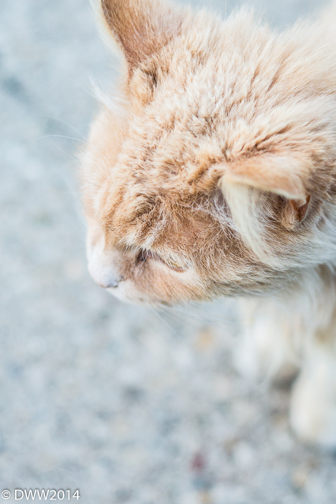 Alley Cat4 (1 of 1).jpg