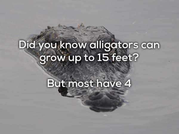 allig.jpg