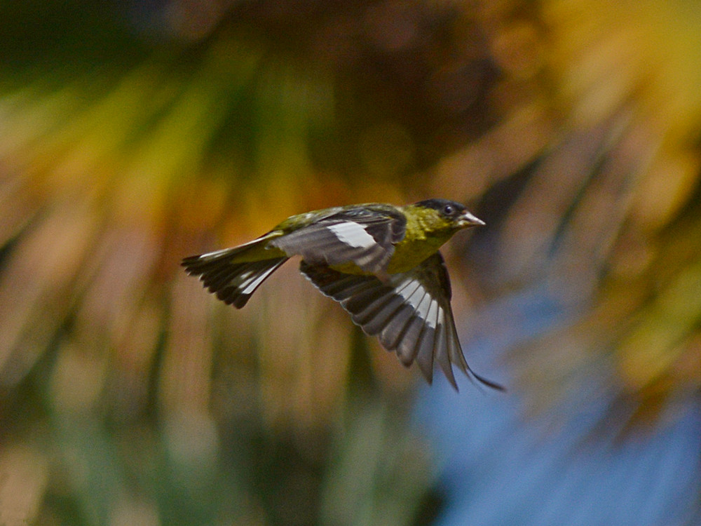 AlmostFinch.jpg