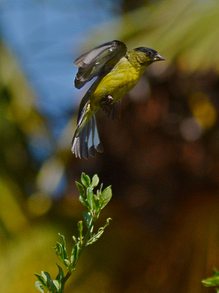 AlmostFinch2.jpg