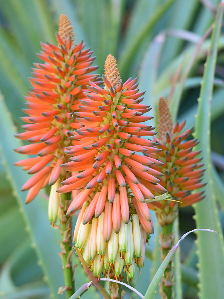Aloe.jpg