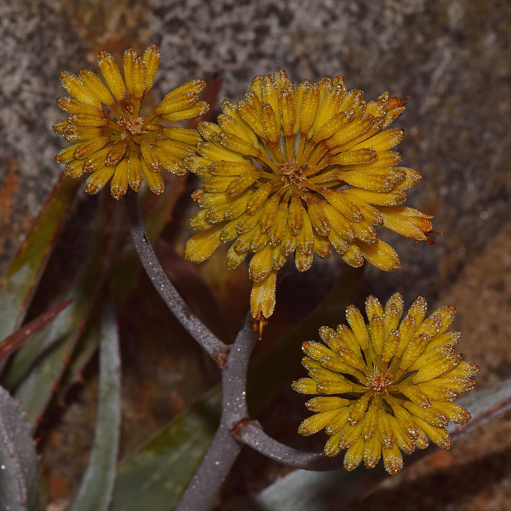 Aloe.jpg