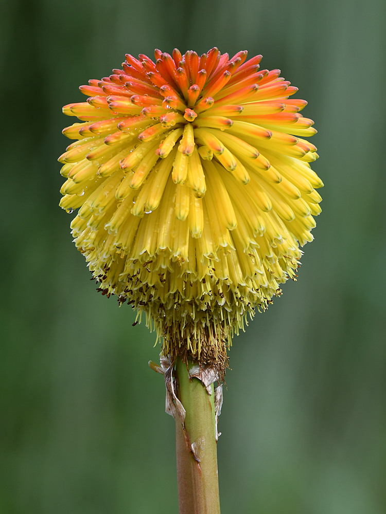 Aloe.jpg