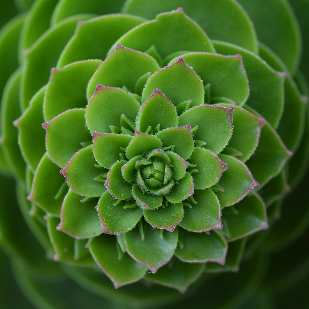 Aloe.jpg