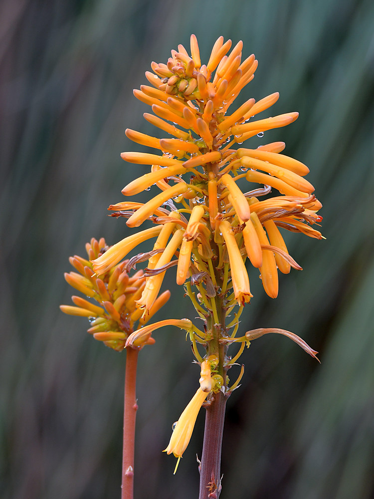 Aloe.jpg