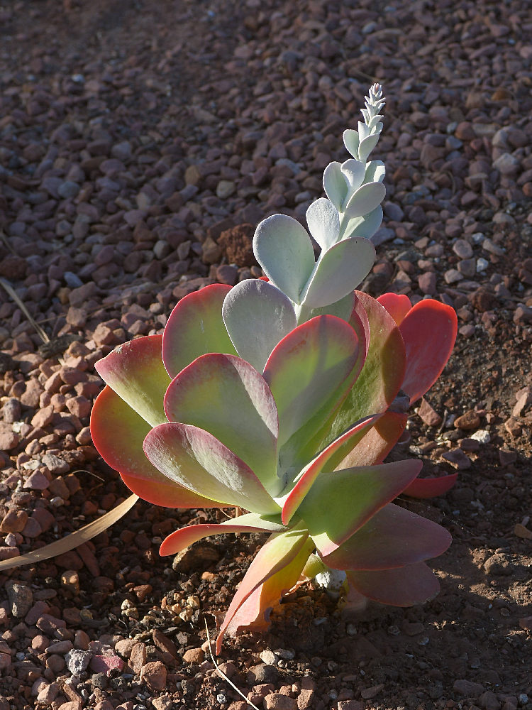 Aloe.jpg