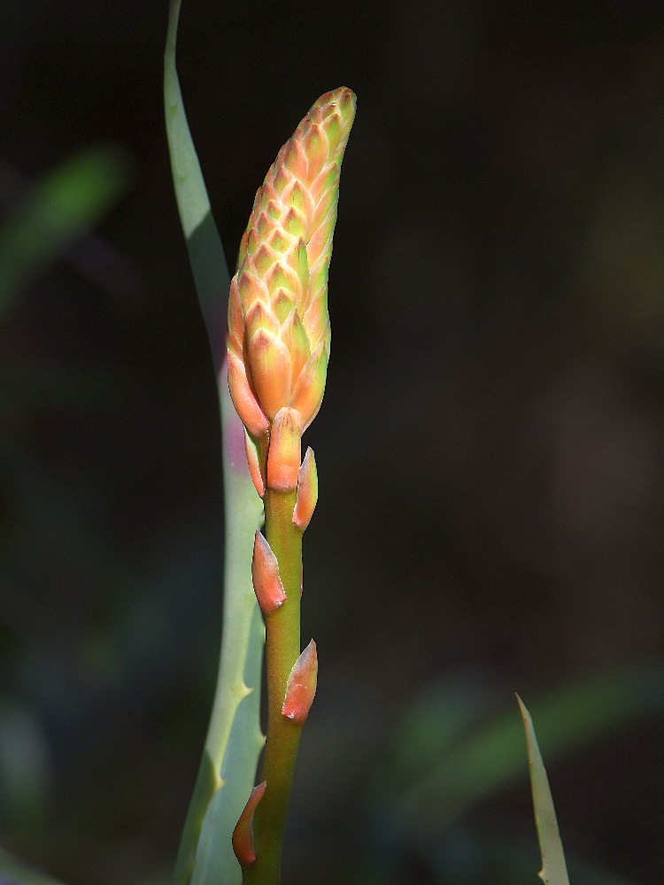 Aloe.jpg