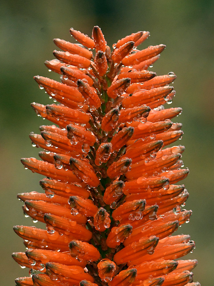 Aloe.jpg