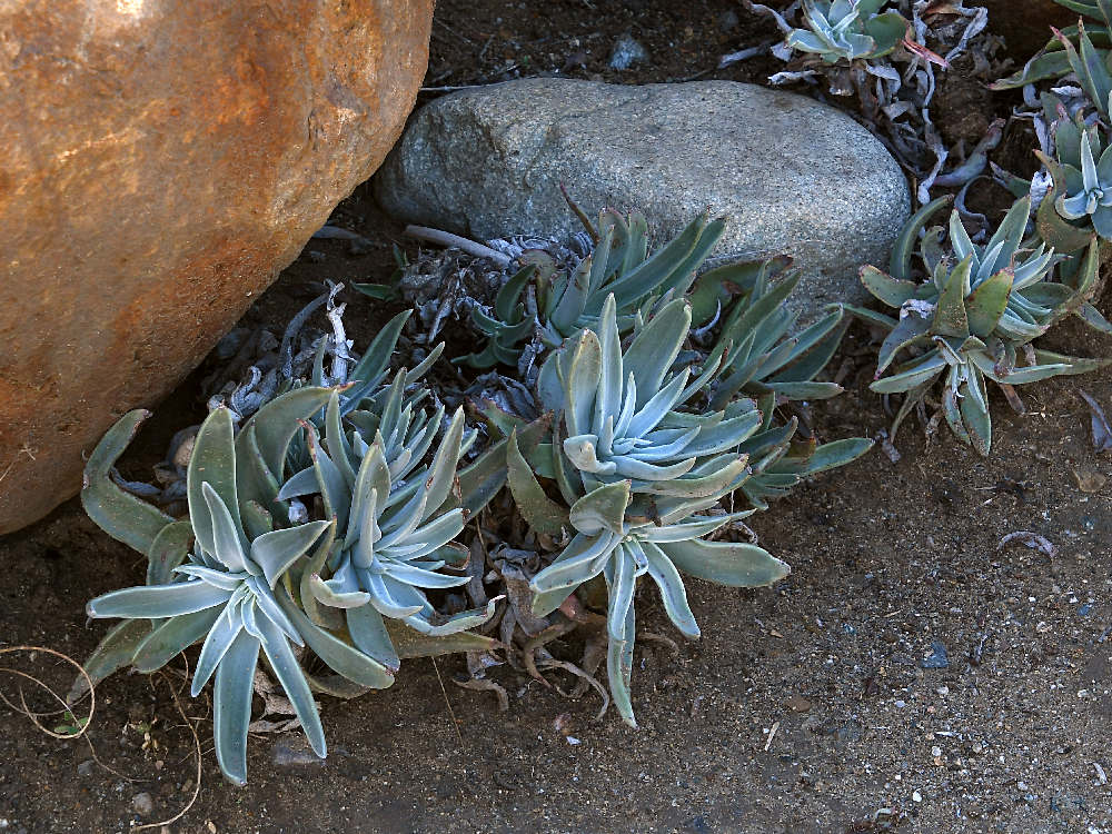 Aloe.jpg