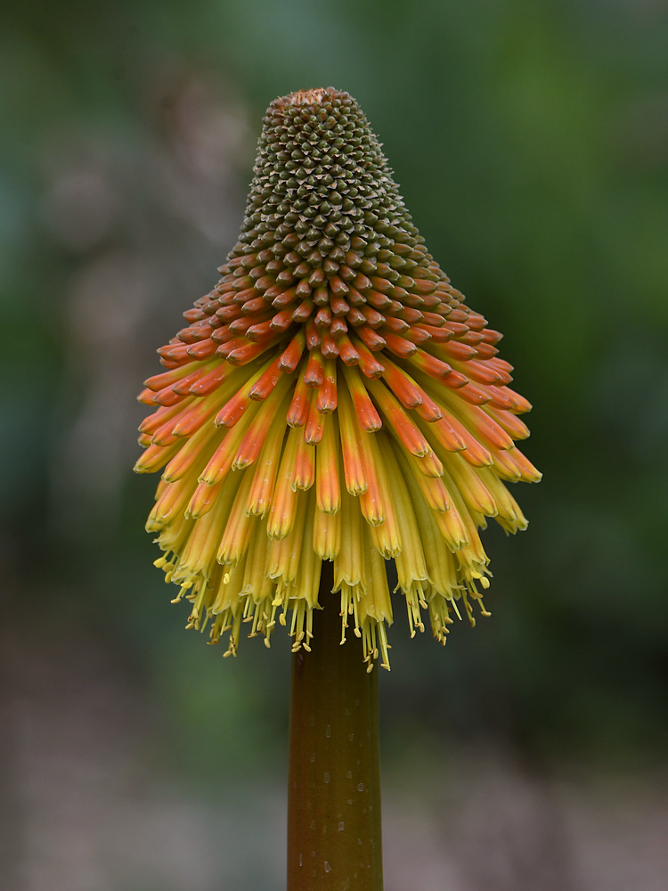 Aloe.jpg